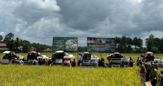 
 Produksi Beras Sulawesi Selatan Tembus 2,6 Juta Ton, Panen Jadi Penyangga Pangan Nasional