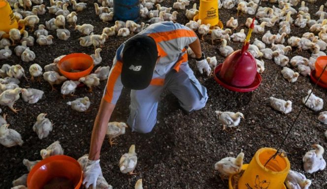 
 Flu Burung Hantam Sinjai, 2.303 Unggas Dikabarkan Mati