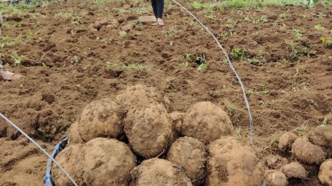 
 Hasil Panen Padi Dinilai Minim, Sejumlah Petani Kindang Pilih Tanam Porang